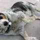 Image for article titled Blue the Dog Wants to Roam Free From the Long-Arm of the Law